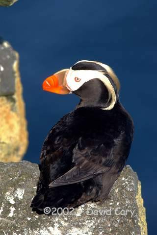 St. Paul Island, the Pribilofs, Alaska by David Cary Puffins - A Tufted Puffin