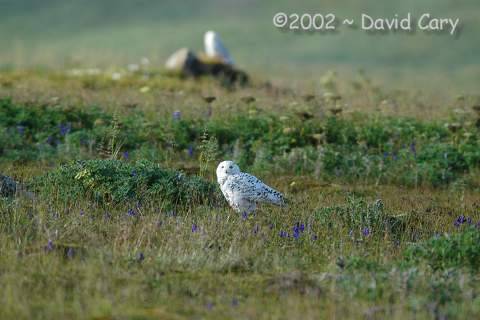 St. Paul Island, the Pribilofs, Alaska by David Cary SnowyOwl - A Snowy Owl
