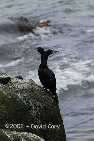 St. Paul Island, the Pribilofs, Alaska by David Cary Cormorant - the Famous Two-Headed Red-Face Cormorant