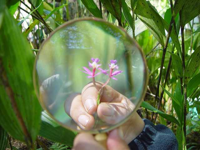 Orchid