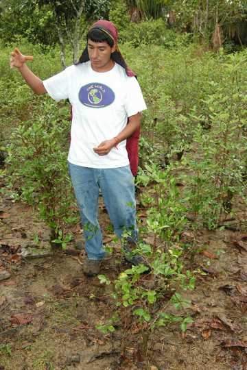 Coca Farm