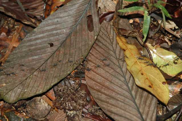 Ants