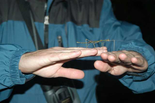 Stick Insect