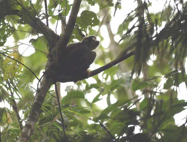 One of the 7<br>types of monkeys<br>we saw.