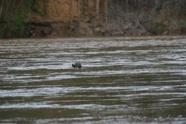 Swimming Tapir