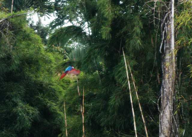 Macaws