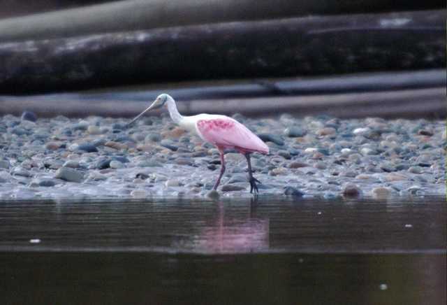 Roseate Spoonbill