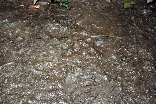 Jaguar track