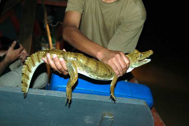 Cayman