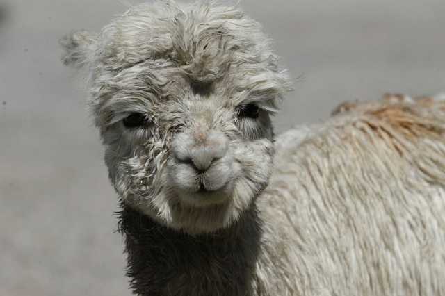 Alpaca