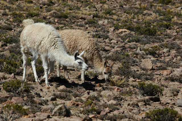 Llamas