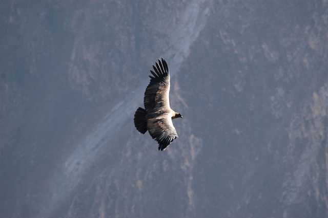 Condor