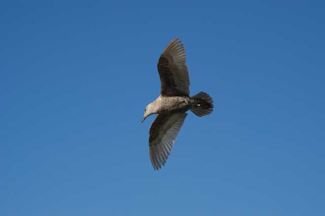 <a href=http://www.bodegabay.com/features/birds.html>One of the Birds<br>of Bodega Bay</a>