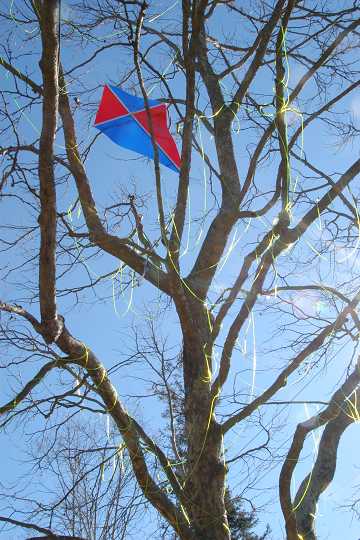 The 'Kite Eating Tree'