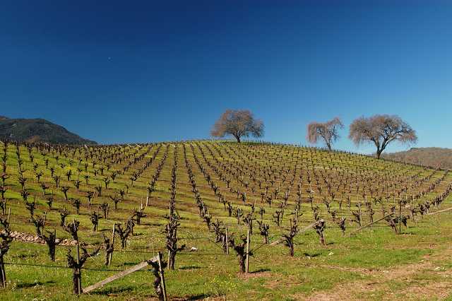 a Sonoma vineyard