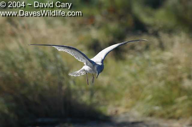 Katmai, Dave Cary Photo - Birds - 