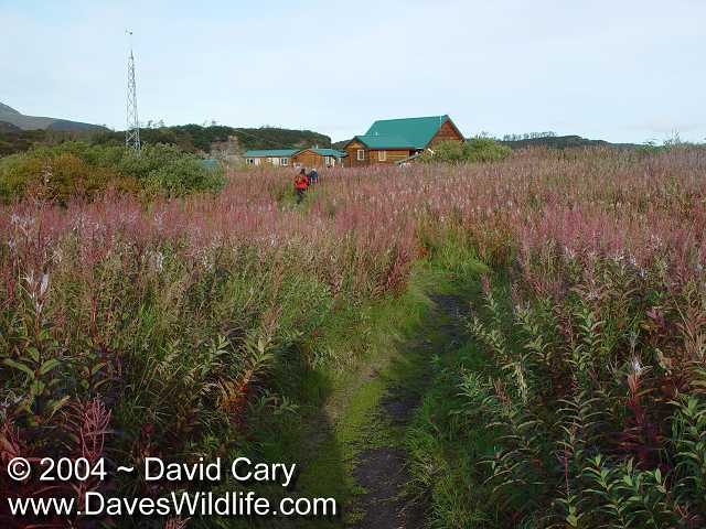 Katmai, Dave Cary Photo - Lodge - 