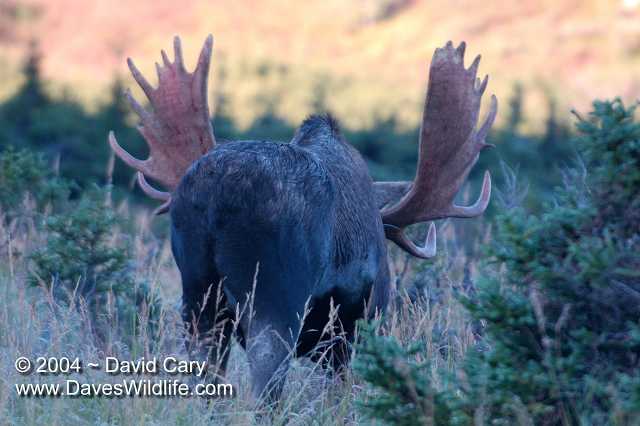 Katmai, Dave Cary Photo - Moose - Photographed in Glen Alps, overlooking Anchorage