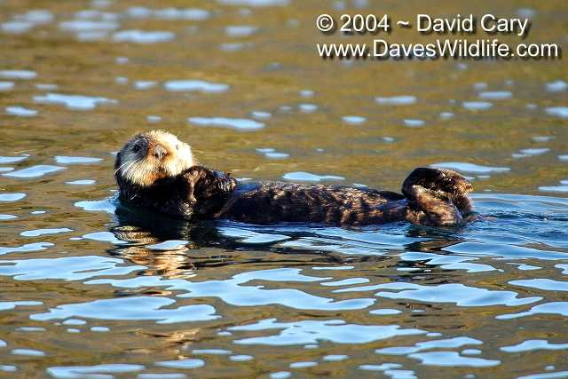 Katmai, Dave Cary Photo - Otters - 