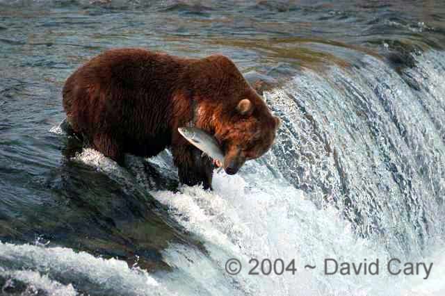 Bears  2004 ~ David Cary. .