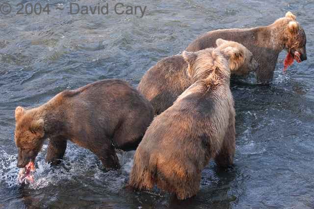 Bears  2004 ~ David Cary. .