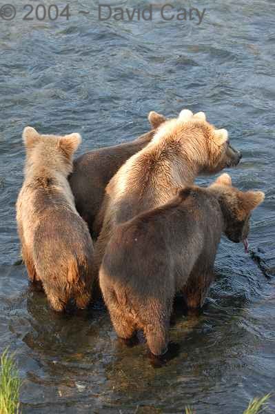 Bears  2004 ~ David Cary. .