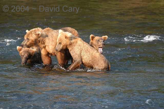 Bears  2004 ~ David Cary. .