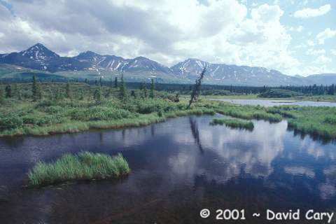 2004 by David Cary