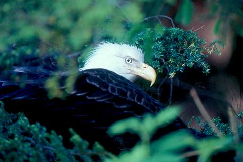 ©2004 by David Cary