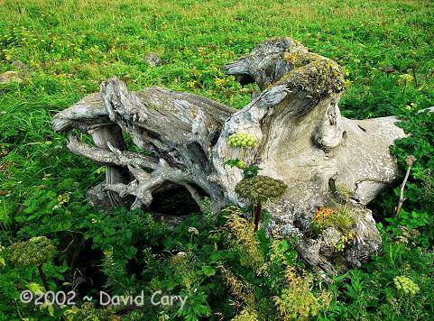 St. Paul Island, the Pribilofs, Alaska by David Cary SealPlatform - 