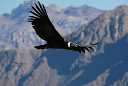 Colca Canyon, Peru �2002 by David Cary