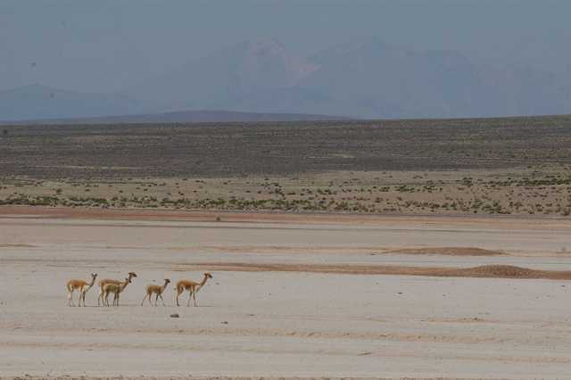 Vicuna