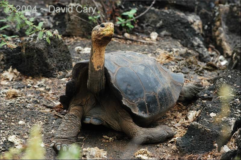 Lonesome George, again